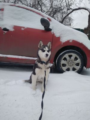 Dog Photo