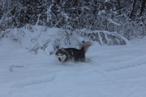 Dog Photo