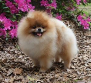 Dog Photo