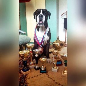 Dog Photo