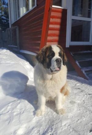 Dog Photo