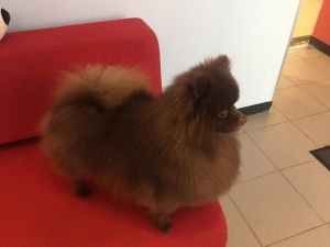 Dog Photo