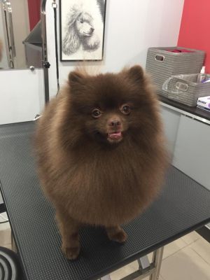Dog Photo