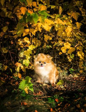 Dog Photo