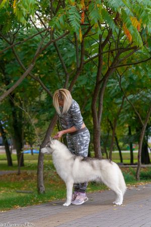 Dog Photo