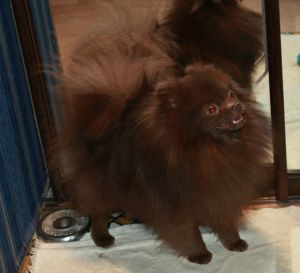 Dog Photo