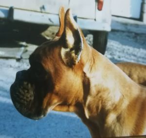 Dog Photo