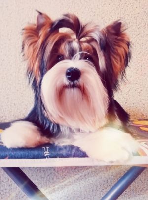 Dog Photo