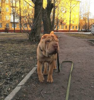 Dog Photo