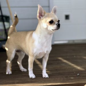 Dog Photo