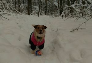 Dog Photo