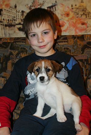 Dog Photo