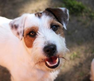 Dog Photo