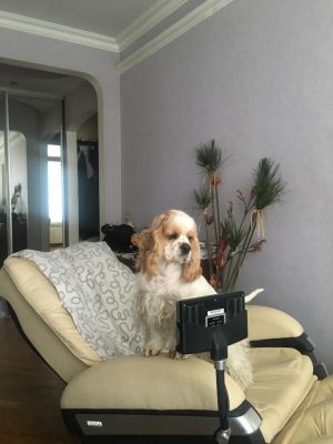 Dog Photo