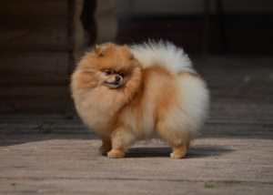 Dog Photo