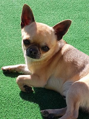 Dog Photo