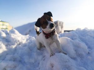 Dog Photo