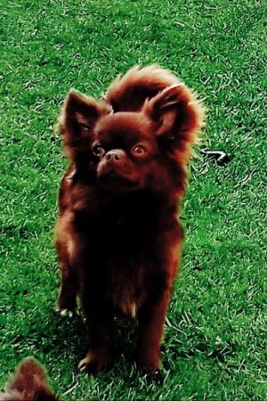 Dog Photo