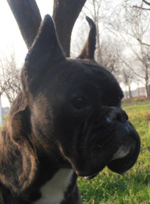 Dog Photo