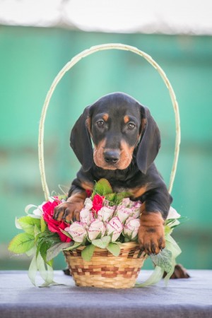 Dog Photo