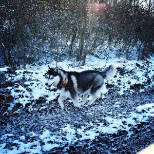 Dog Photo