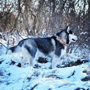 Dog Photo