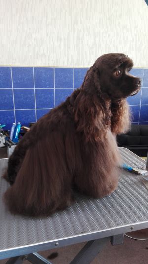 Dog Photo