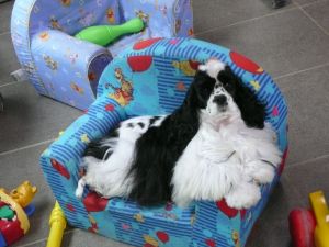 Dog Photo