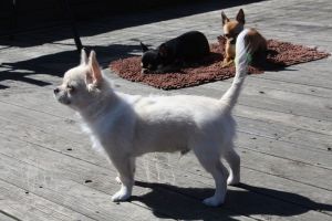 Dog Photo