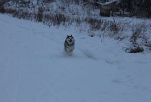 Dog Photo