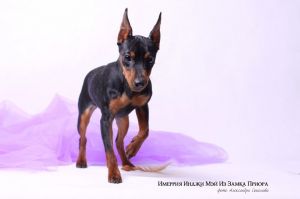 Dog Photo