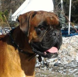 Dog Photo