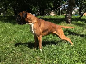 Dog Photo