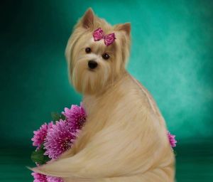 Dog Photo