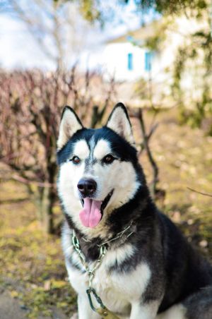 Dog Photo