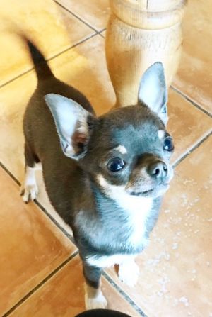 Dog Photo