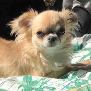 Dog Photo