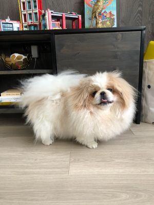 Dog Photo