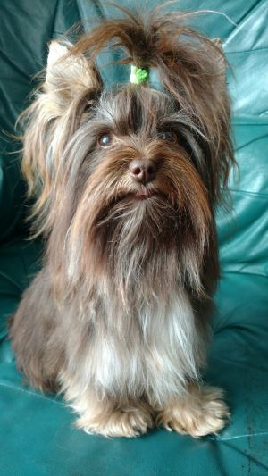 Dog Photo
