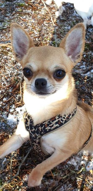 Dog Photo