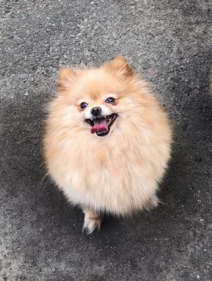 Dog Photo