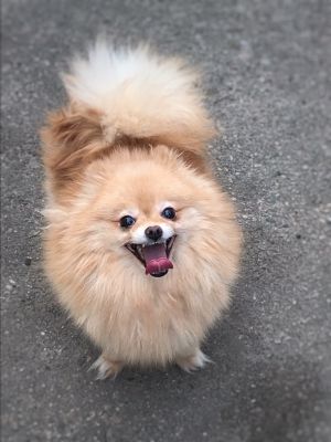Dog Photo