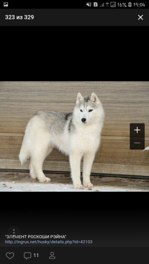 Dog Photo