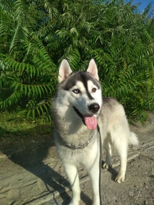 Dog Photo