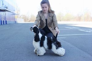 Dog Photo