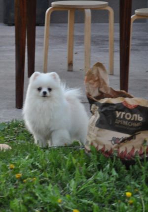 Dog Photo