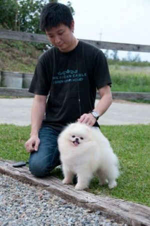 Dog Photo