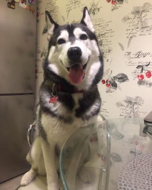 Dog Photo
