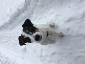 Dog Photo