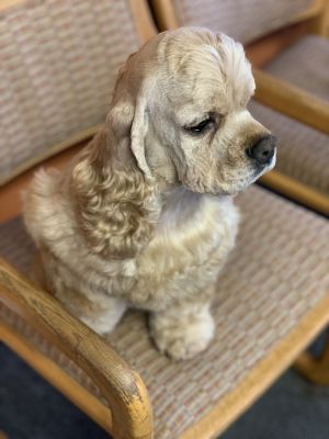 Dog Photo